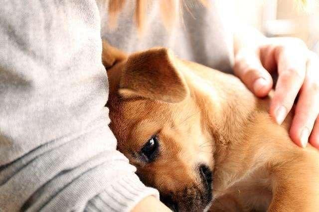 这几个时刻对一条狗来说如同噩梦