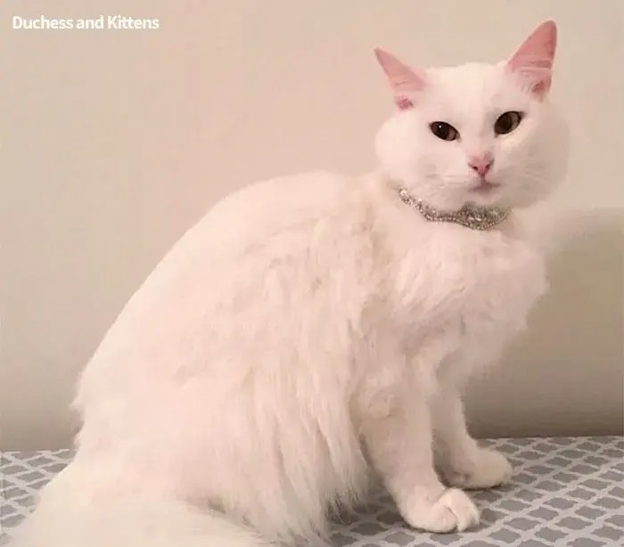 现实版猫儿历险记：猫妈妈生下4只小猫全部撞脸卡通明星