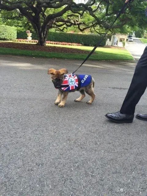 警犬因太爱交朋友被警校劝退，却被州长一眼相中，成了交际高官