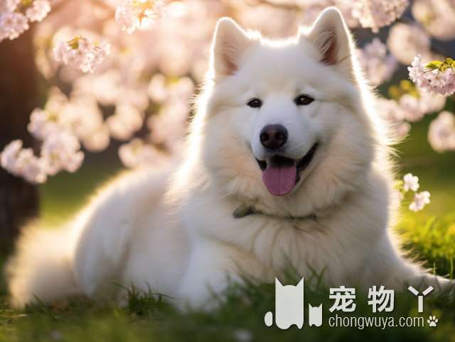 比熊犬是属于梗犬品种吗？