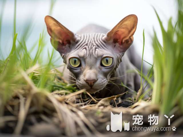 1万的猫是什么猫？